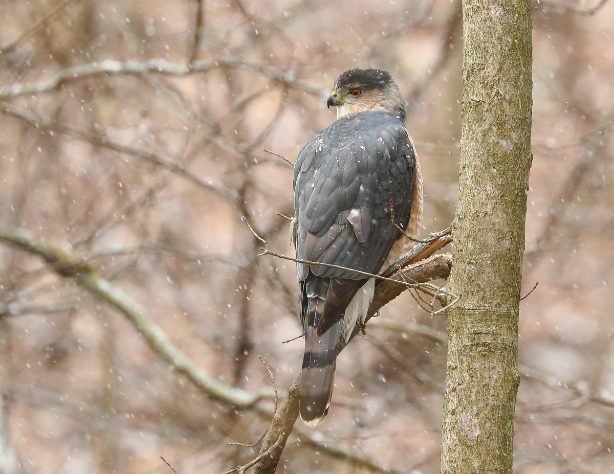 bird in snow on branch